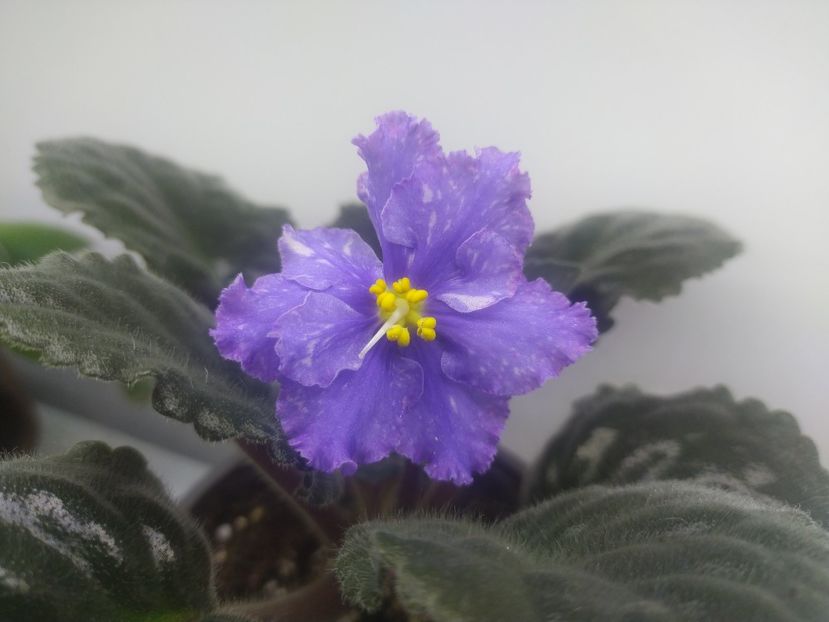 10 decembrie 2023 - BR Sibirskaya Noch