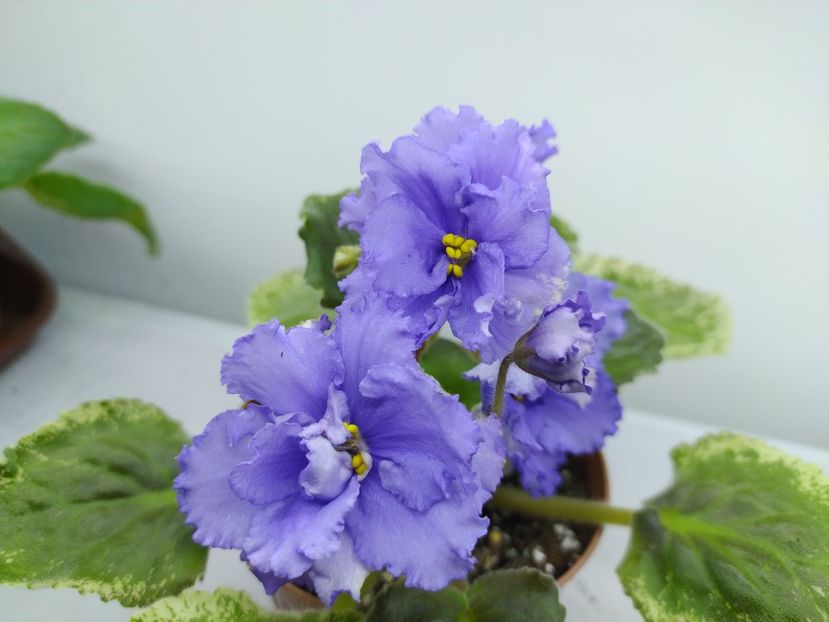 10 decembrie 2023 - EK Zhilishche Boga