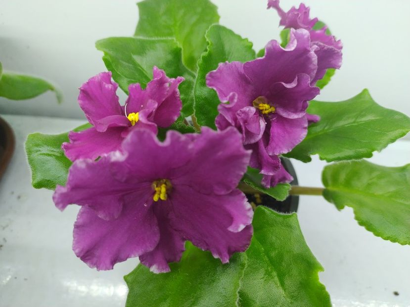 10 decembrie 2023 - AV Samuraj