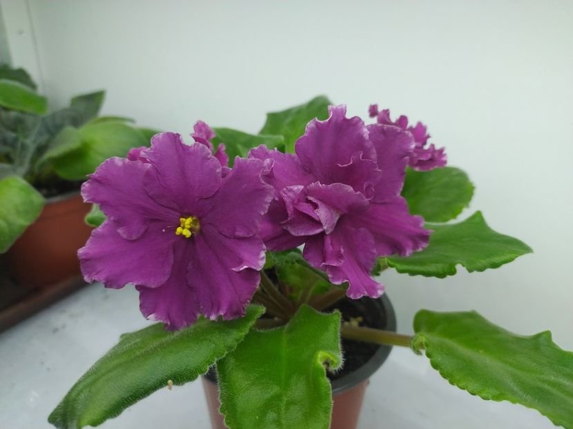 10 decembrie 2023 - AV Samuraj