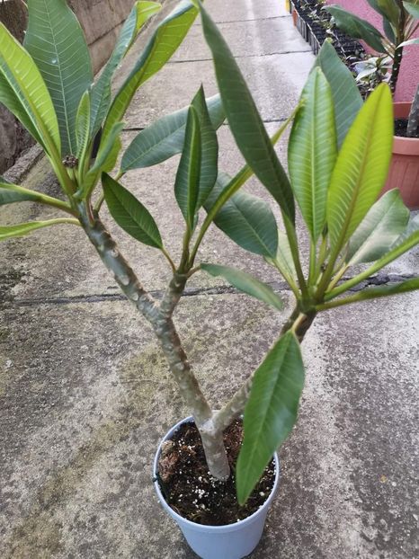 - Plumeria