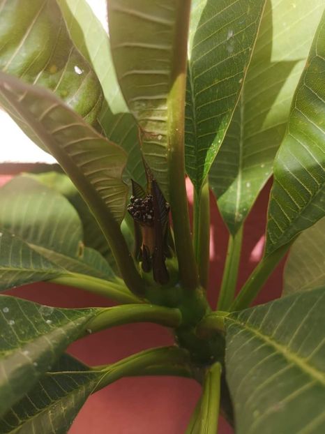 - Plumeria