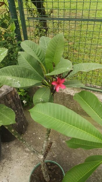  - Plumeria