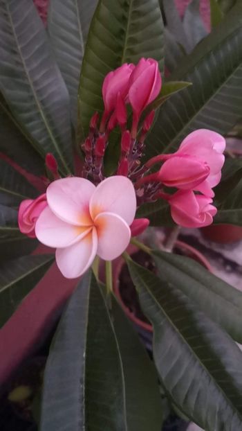  - Plumeria