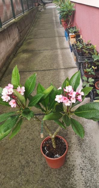 received_326791936551112 - Plumeria