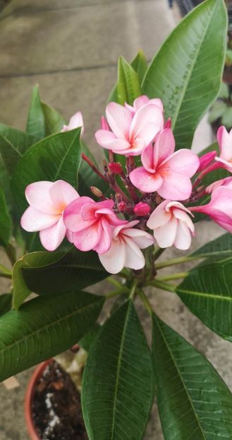 received_319038537196950 - Plumeria