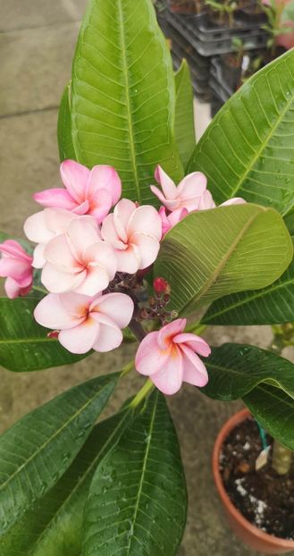 received_2581342175371354 - Plumeria