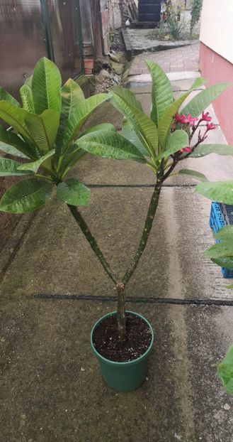 received_1874625652910739 - Plumeria