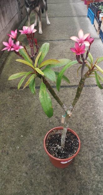 received_6906420499380489 - Plumeria