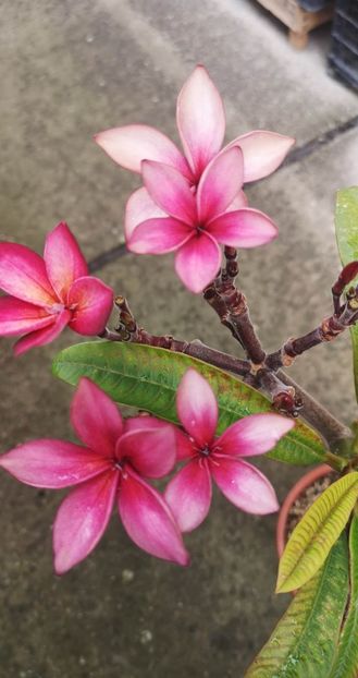received_1429887760913520 - Plumeria
