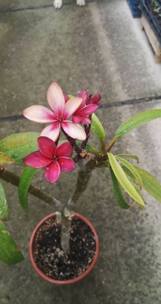 received_863271408759726 - Plumeria