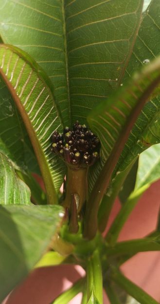 received_816959523556704 - Plumeria