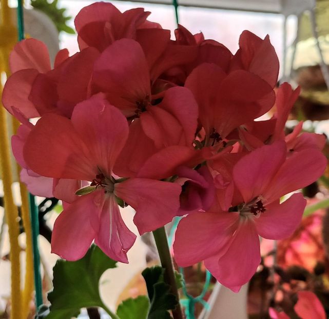 Ele tot nu cred ca e decembrie... - Muscate