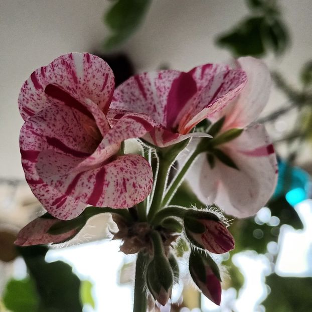 Chiar azi s-a deschis. ;) - Muscate