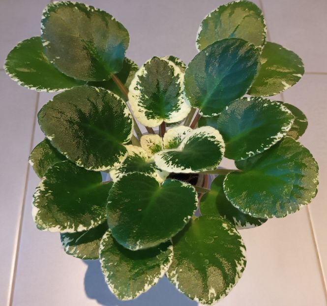 Violeta inimioara ;) - Violete