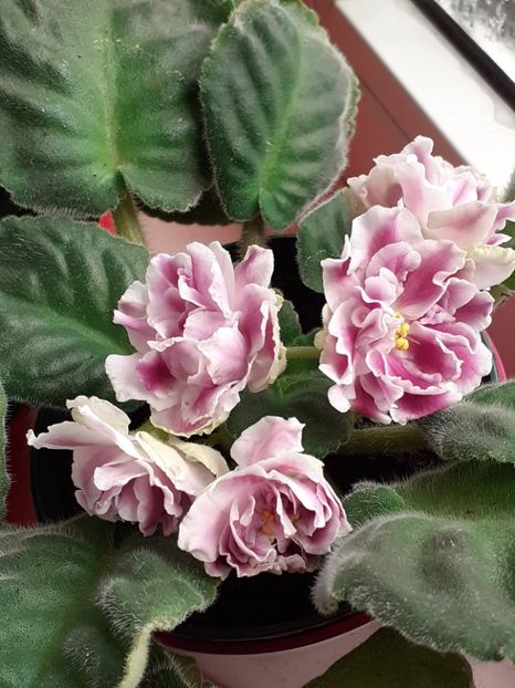  - Rs Geortginia sau Rs Duchess
