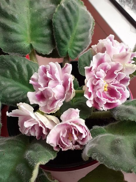  - Rs Geortginia sau Rs Duchess