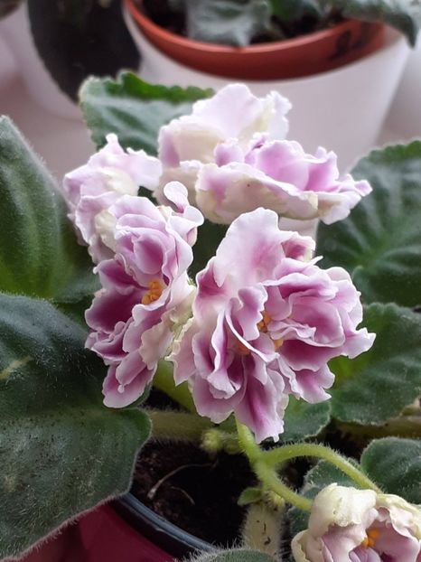  - Rs Geortginia sau Rs Duchess
