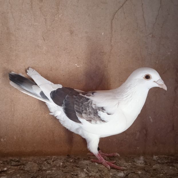 2023-629....-rezervat Sateni - Porumbei vanduti