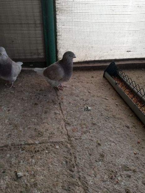 3 luni - porumbei standard 2023