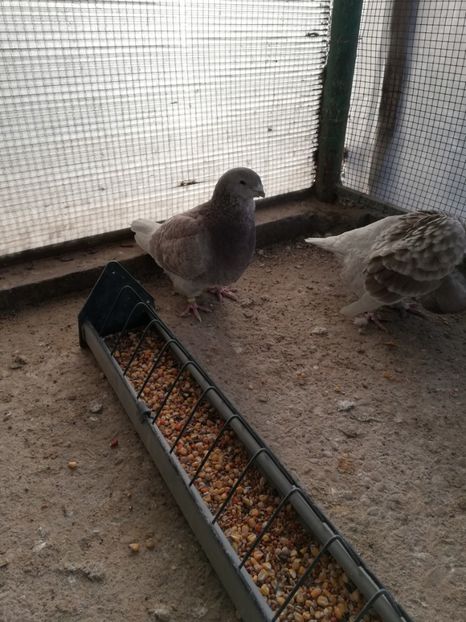 4 luni - porumbei standard 2023