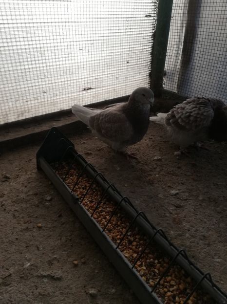 4 luni - porumbei standard 2023