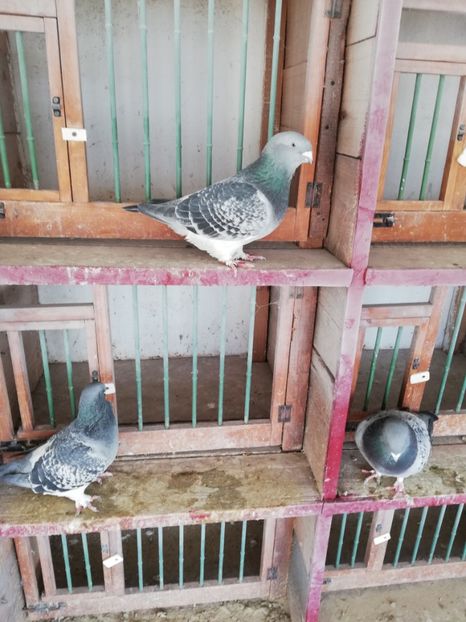 1 an - porumbei standard 2023