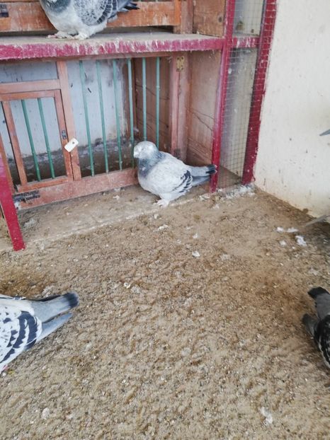  - porumbei standard 2023