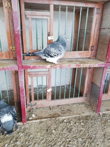 5 luni - porumbei standard 2023