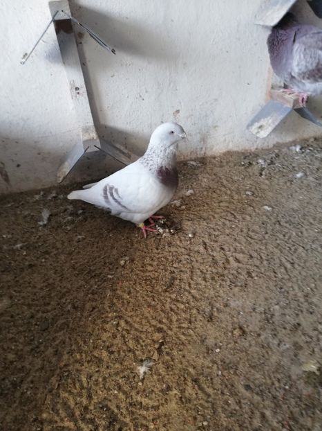 5 luni - porumbei standard 2023