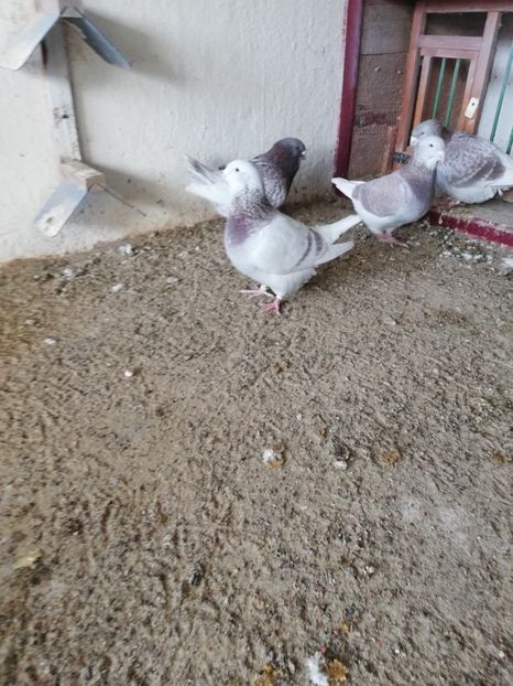 3 luni - porumbei standard 2023