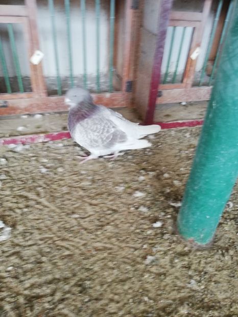 4 luni - porumbei standard 2023