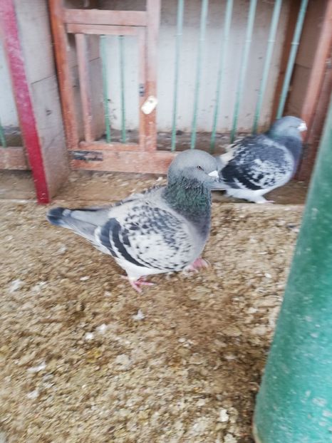 4 luni - porumbei standard 2023