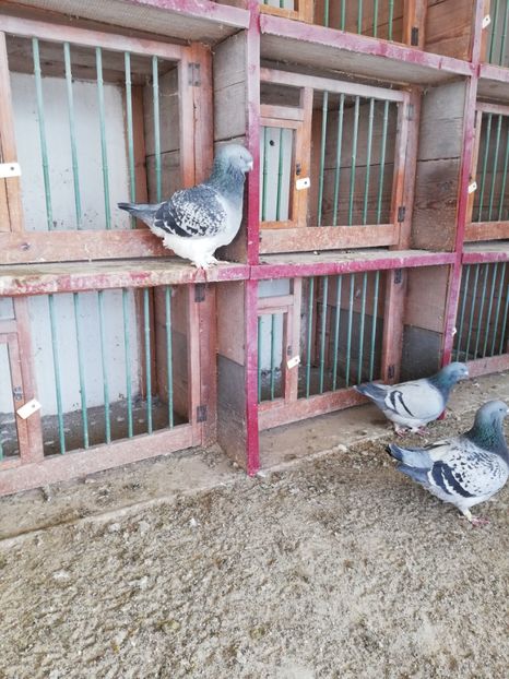 1 an - porumbei standard 2023