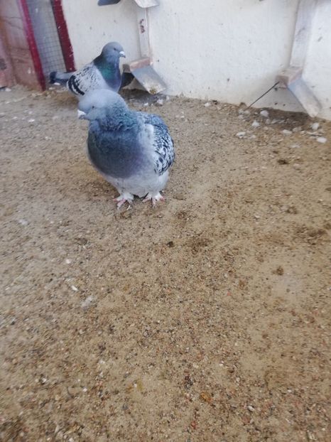 4 luni - porumbei standard 2023