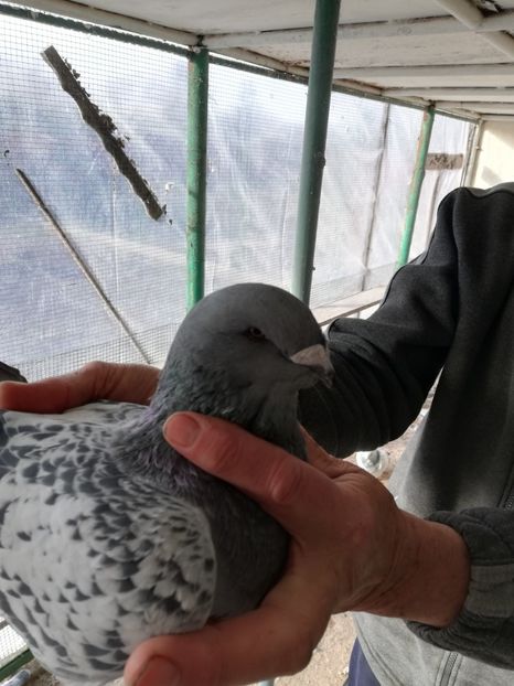 fata 5 luni - porumbei standard 2023