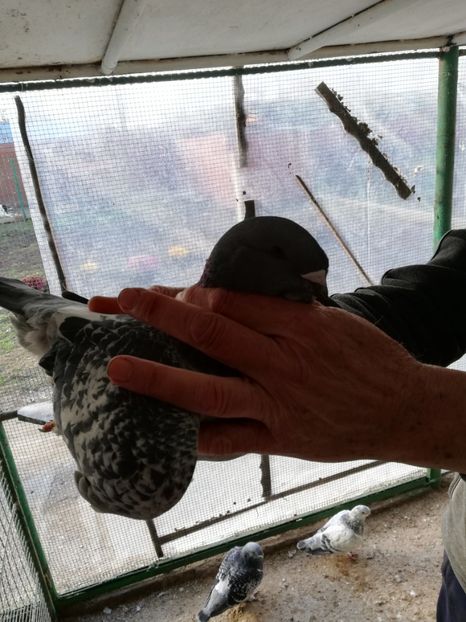  - porumbei standard 2023