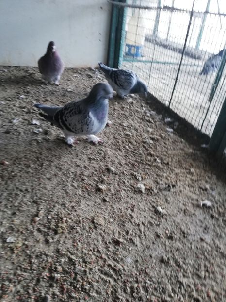 fata 4 luni - porumbei standard 2023