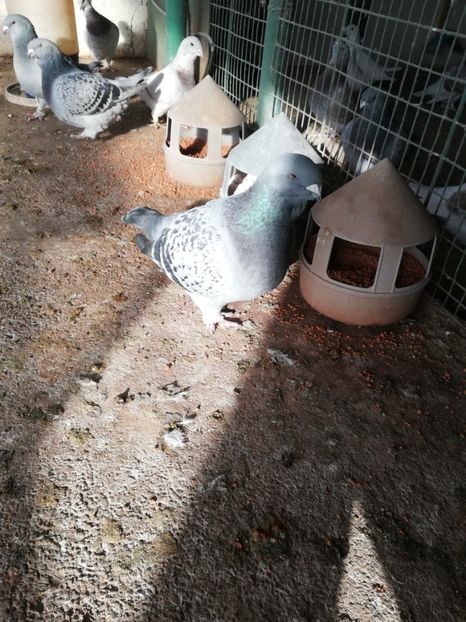 fata 4 luni - porumbei standard 2023