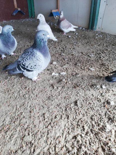 fata - porumbei standard 2023