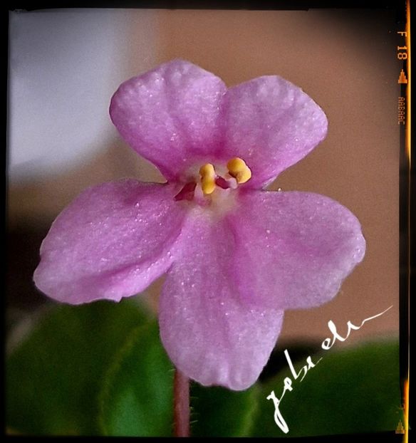 Snuggle Bear ( mini ) - AA violete africane de colectie