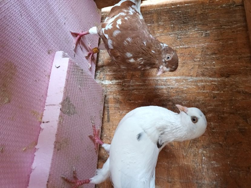  - Rolleri de Birmingam 2023