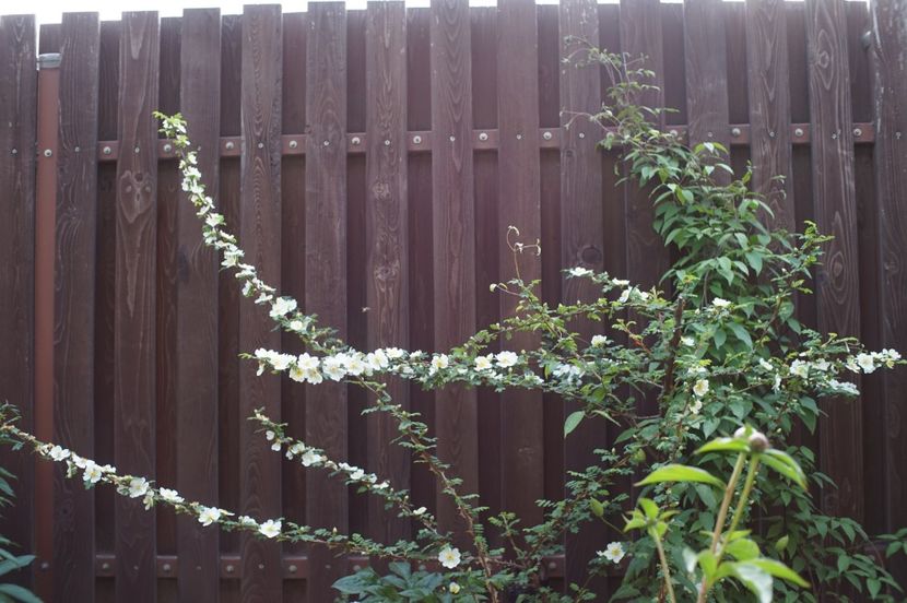  - Rosa omeiensis pteracantha