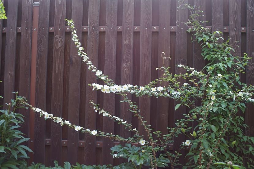  - Rosa omeiensis pteracantha