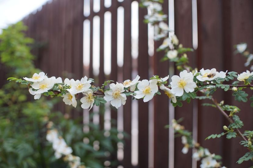  - Rosa omeiensis pteracantha