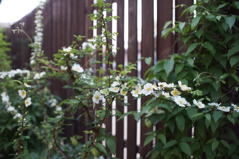  - Rosa omeiensis pteracantha