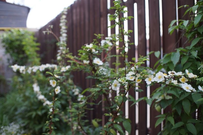  - Rosa omeiensis pteracantha