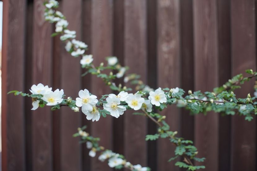  - Rosa omeiensis pteracantha