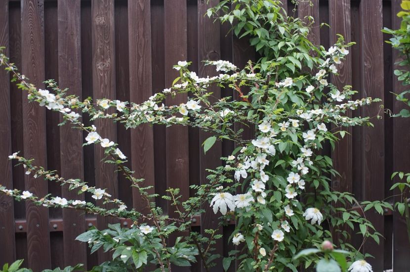  - Rosa omeiensis pteracantha