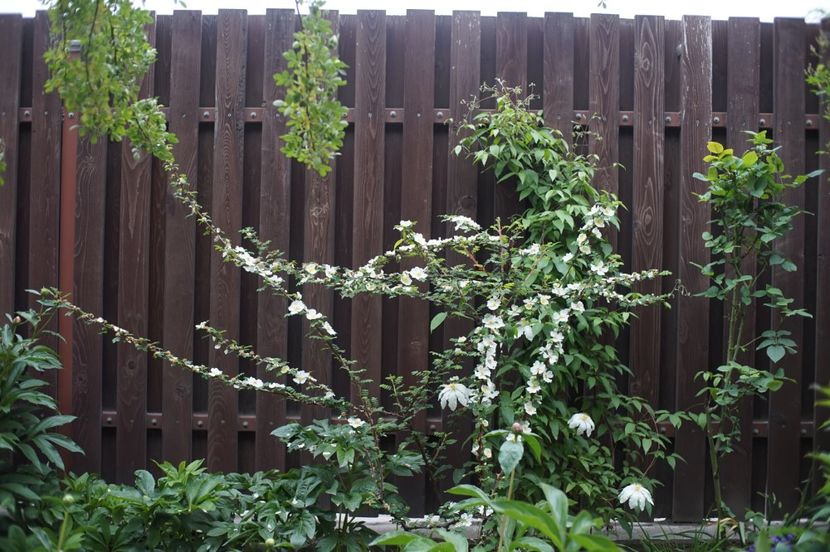  - Rosa omeiensis pteracantha